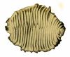 Pterobranchs: graptoblast
